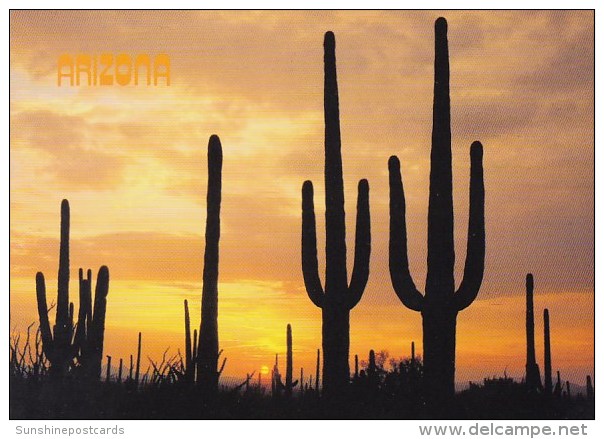 Arizona Tempe Saguaro Cacti Silhouetted By An Arizona Sunset - Tempe