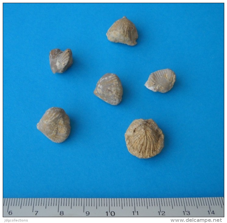 # Lot 6 BRACHIOPOD FOSSILS - Region Du Verdon, South France, Middle Jurassic - Fossiles