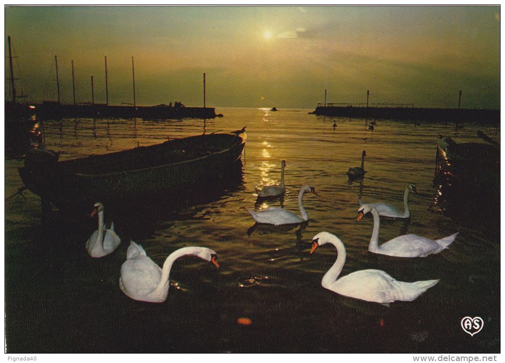 Cp , OISEAUX , Cygnes , Le Port Au Soleil Couchant - Birds