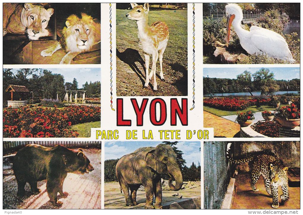 Cp , ANIMAUX , Lyon , Parc De La Tête D'Or , Multi-Vues - Lions