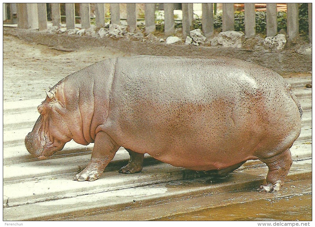 HIPPOPOTAMUS * HIPPO * ANIMAL * KK 0288 893 * Hungary - Hippopotames