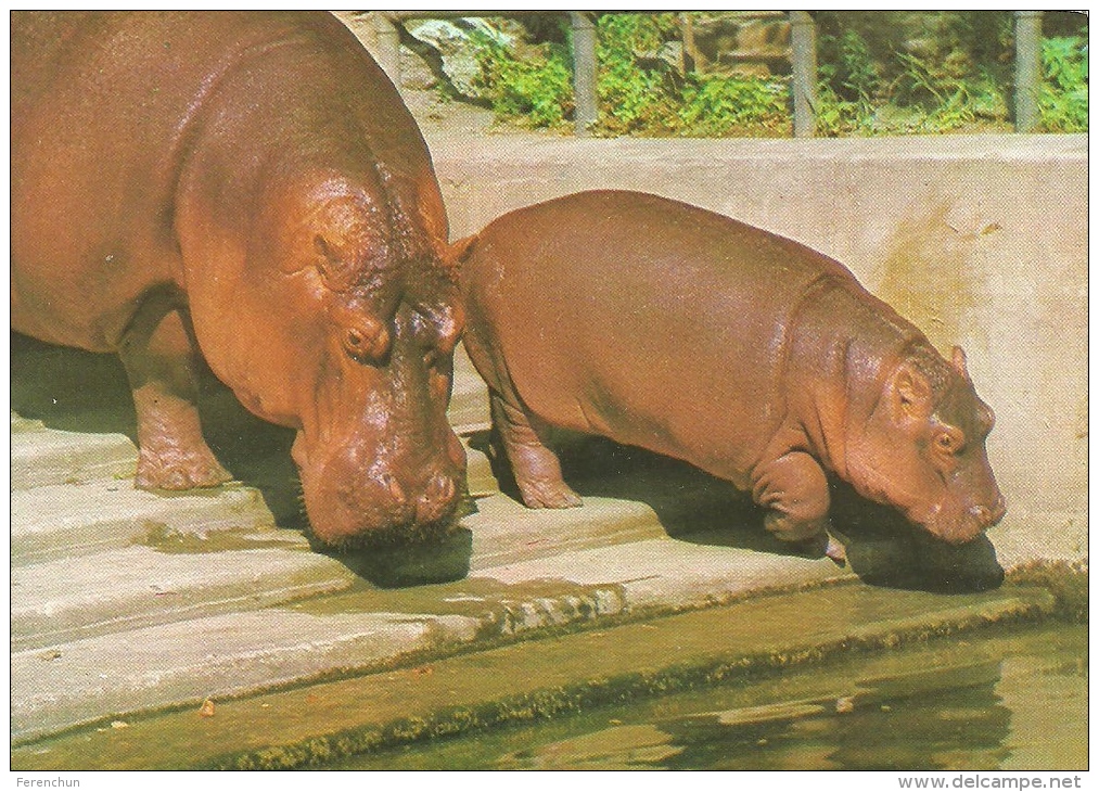 HIPPOPOTAMUS * BABY HIPPO * ANIMAL * ZOO & BOTANICAL GARDEN * BUDAPEST * KAK 0028 782 * Hungary - Hippopotamuses