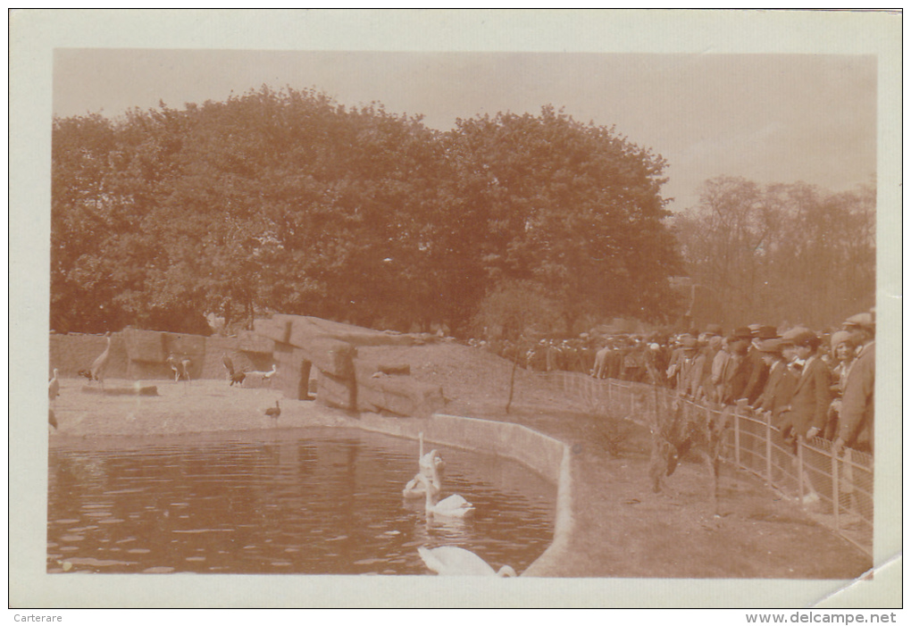 Exposition Internationale,PARIS EN 1931,JARDIN ZOOLOGIQUE,OISEAUX AQUATIQUES,PHOTO,PHOTOGRA PHIE - Places