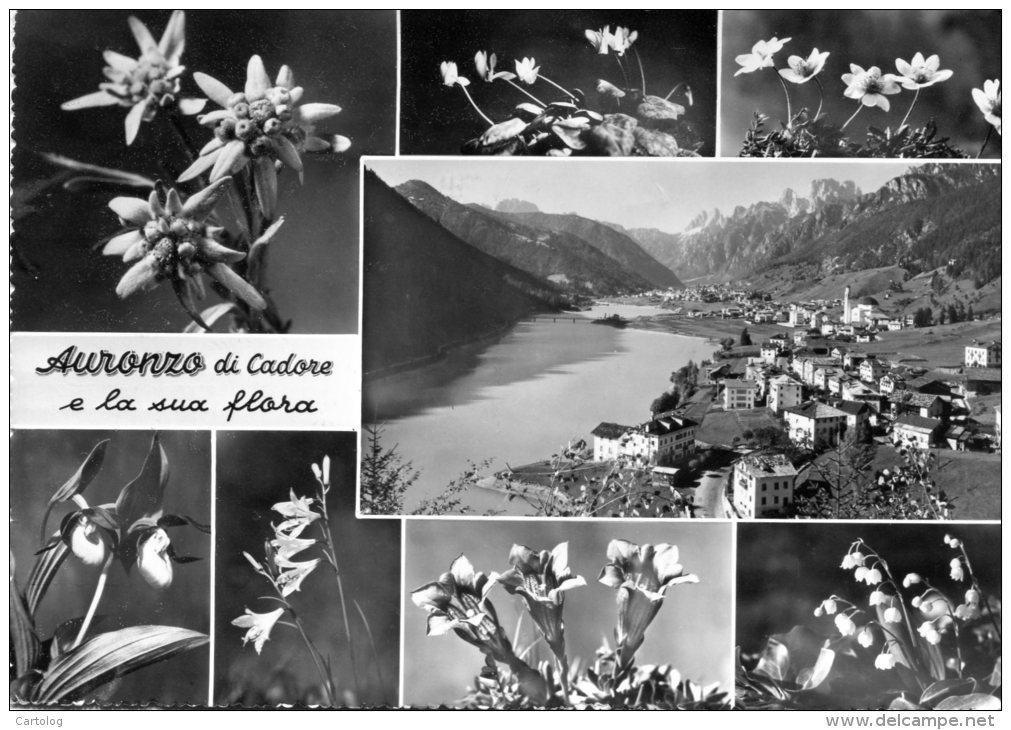 Auronzo Di Cadore E La Sua Flora. 8 Vedute - Altri & Non Classificati