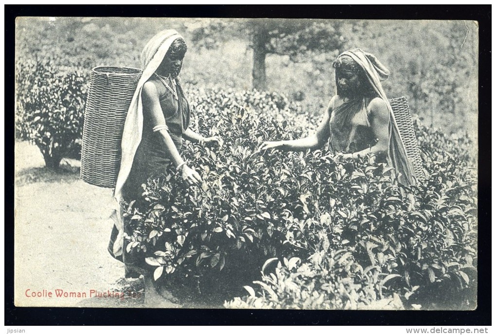 Cpa Sri Lanka Ceylon Ceylan Coolie Woman  Plucking Tea   A3RK4 - Sri Lanka (Ceylon)