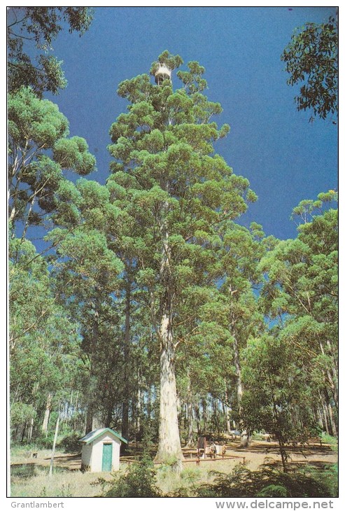 Gloucester Tree, Pemberton, WA - At 60m, Highest Fire Lookout Tree In World - Rolsh PN3 Unused - Altri & Non Classificati