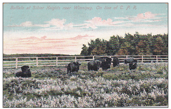 Buffalo , Silver Heights , WINNIPEG , Manitoba , Canada , PU-1907 - Winnipeg