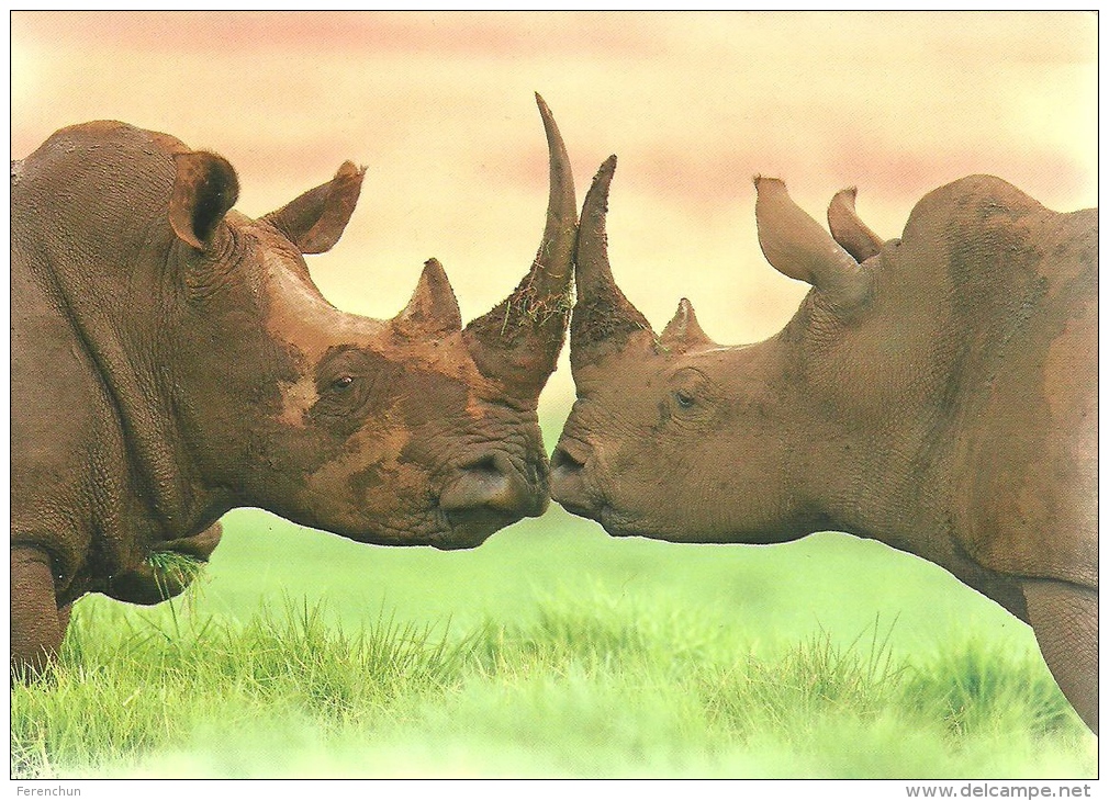 RHINOCEROS * RHINO * ANIMAL * Myletos Art P022 * Hungary - Rhinozeros