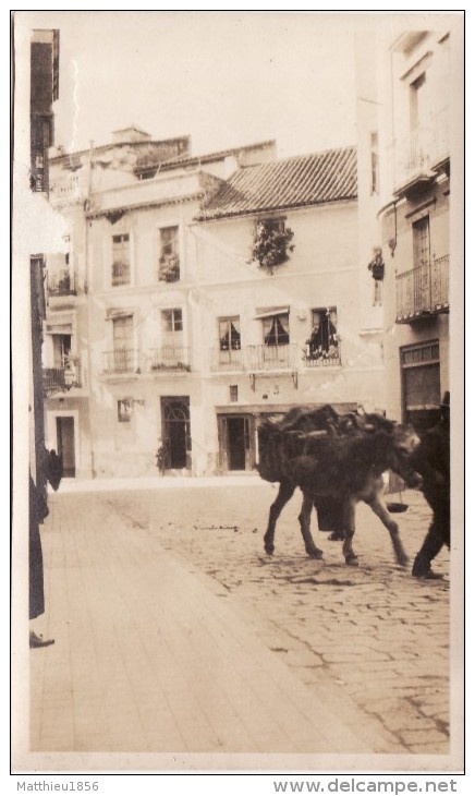 Foto Original Enero 1924 SEVILLA (Séville) - Calle, Burros (A54) - Sevilla