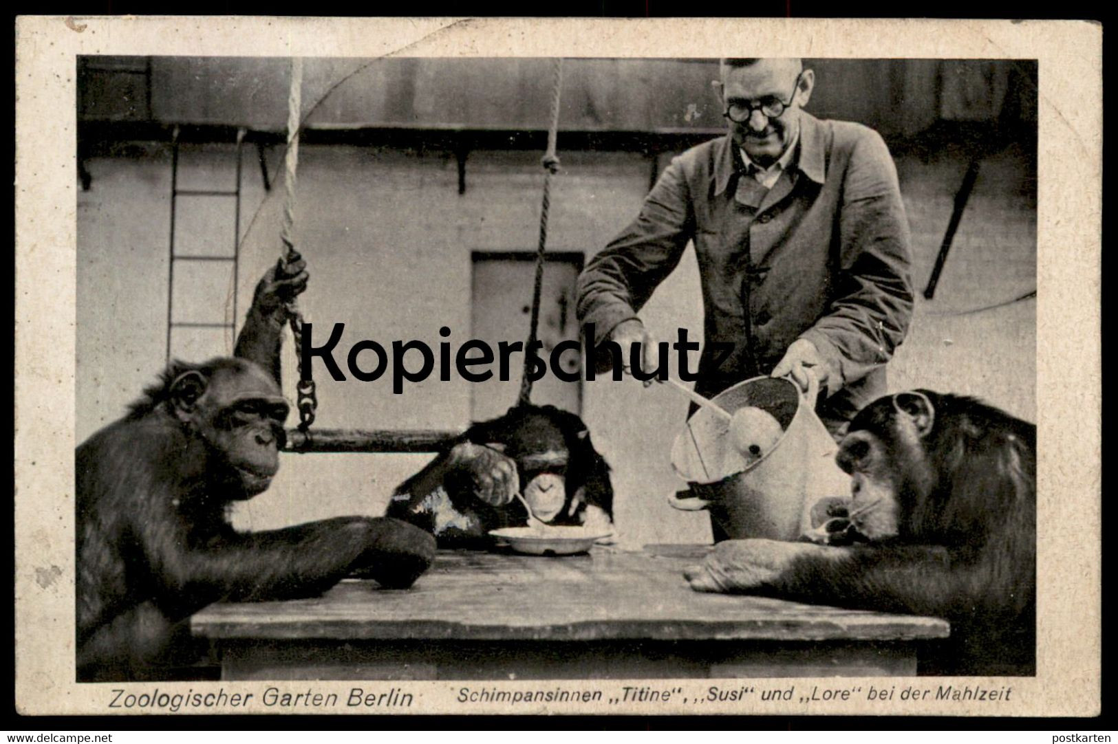 ALTE POSTKARTE ZOO BERLIN SCHIMPANSE TITINE SUSI LORE FEEDING CHIMPS JARDIN ZOOLOGIQUE ZOOLOGICA Chimp Chimpanzé Affe AK - Singes