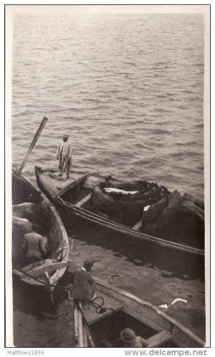 Foto Original Febrero 1924 MELILLA - Vacas En Los Barcos Antes De Ser Embarcados En Un Barco (A54) - Melilla