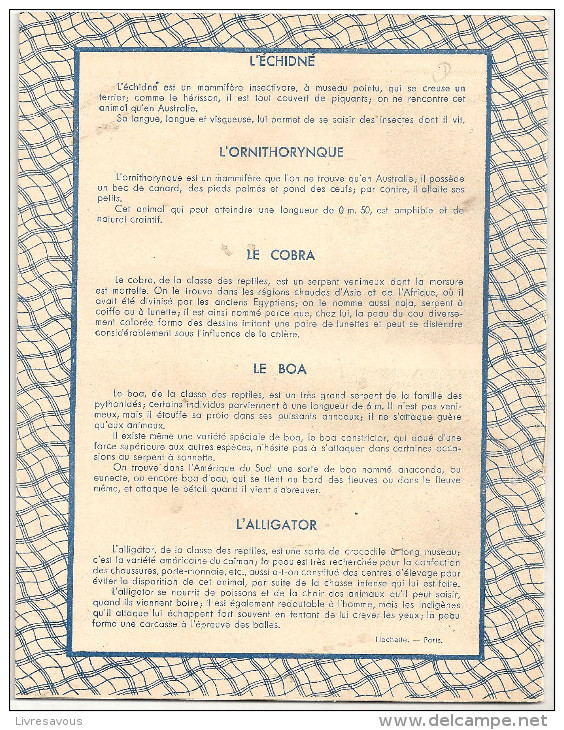 Cahier D´écolier Des Années 1950 L'échidné, L'ornithorynque, Le Cobra, Le Boa, L'alligator - Protège-cahiers