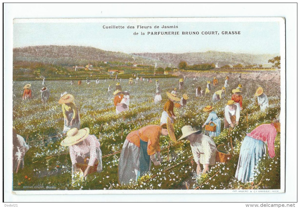 Grasse - Cueillette Des Fleurs De Jasmin De La Parfumerie Bruno Court - Grasse