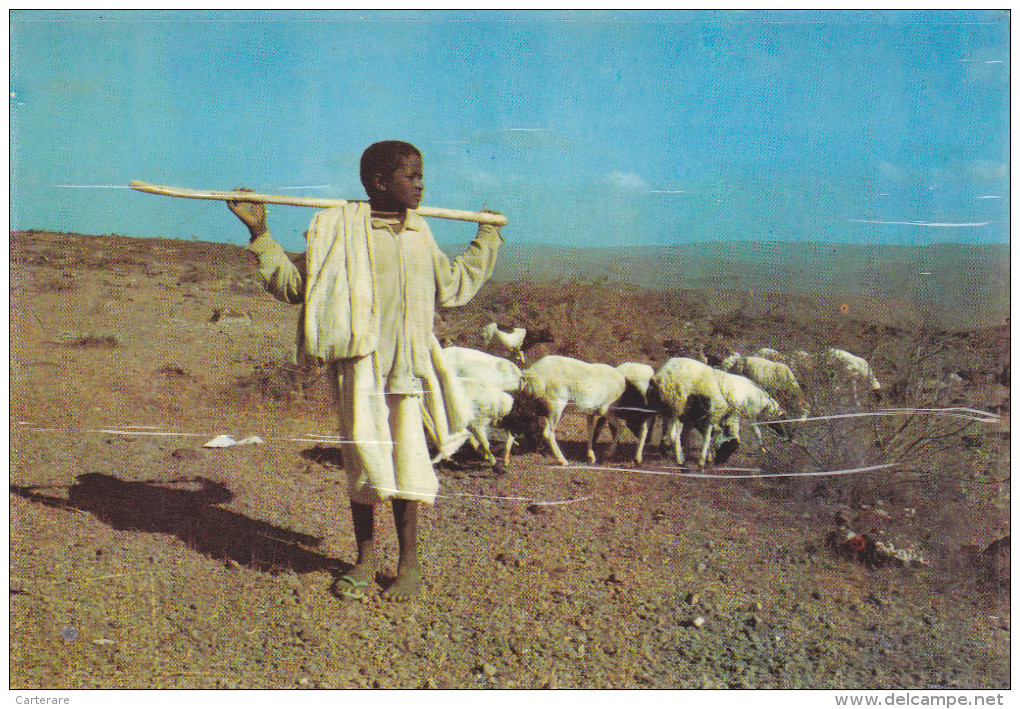 AFRIQUE,AFRICA,AFRIKA,DJIBOUTI,métier ,BERGER,jeune éleveur Avec Baton De Dressage - Dschibuti