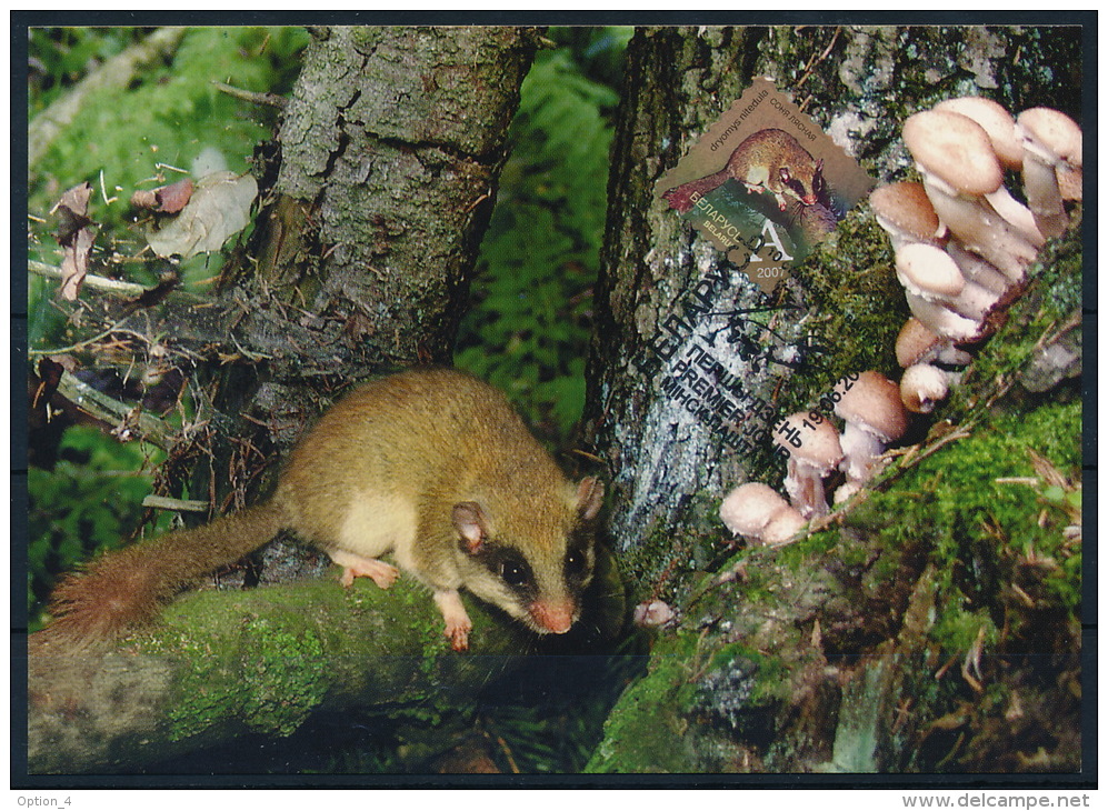 Belarus Weißrussland MC (1) Maximum Card Mushrooms Dryomys Moss Pilze Baumschläfer Moos °PK0013 - Funghi