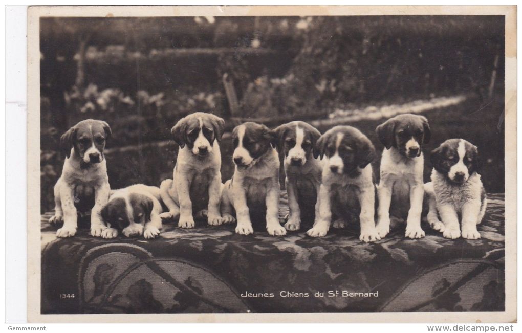 ST BERNARD PUPPIES POSTCARD - Chiens