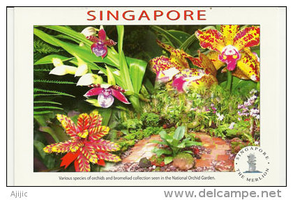 Les Orchidées De Singapour (National Orchid Garden) . Une Carte Postale Neuve - Singapore