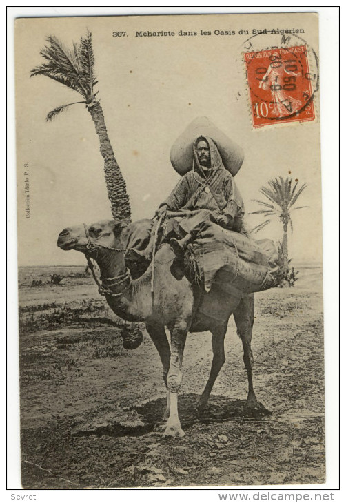 Méhariste Dans Les Oasis Du Sud-Algérien - Métiers