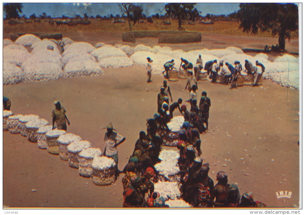 Tchad, Marché Du Coton, Editions IRIS N° 5425, N'a Pas Voyagé, Dos Divisé, Bon état - Tschad