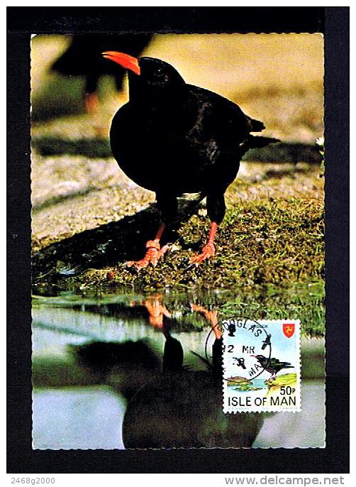 ISLE OF MAN 1979 Birds Oiseaux Aves Chough Le Grave A Bec Rouge Faune Animals Animaux Fauna Carte Maximum Cards Mc209 - Other & Unclassified