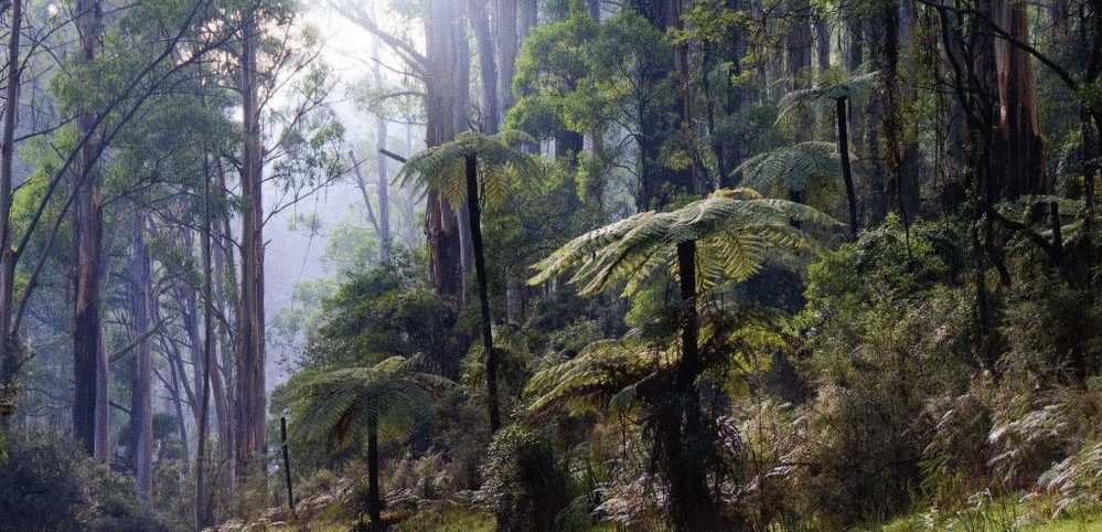 Australia Victoria - Sherbrooke Forest, Kallista With Mountain Ash And Soft Tree Ferns Unused - Sonstige & Ohne Zuordnung