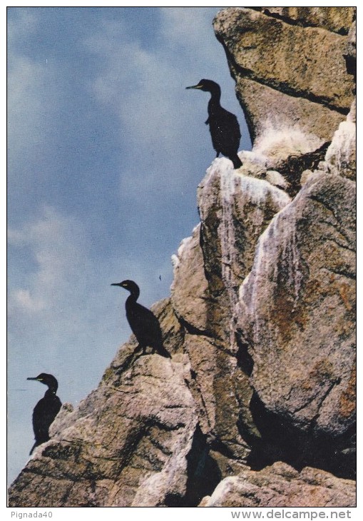 Cp , ANIMAUX , Cormorans à La Réserve D'Oiseaux Du Cap Sizun - Vogels