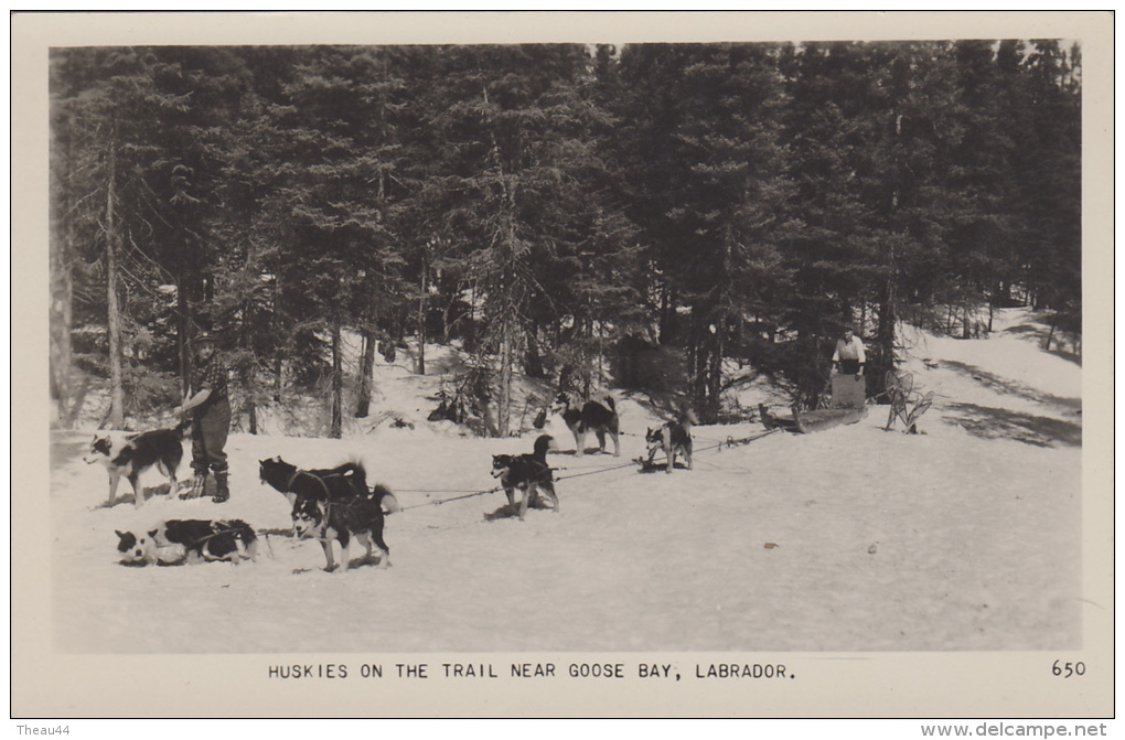 &curren;&curren;  CANADA -  Huskies On The Trail Near  Goose Bay , Labrador &curren;&curren; - Sonstige & Ohne Zuordnung