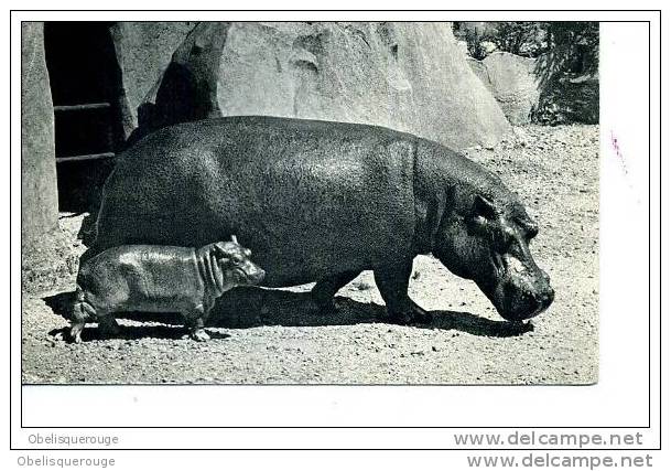 HIPPOPOTAME ET SON PETIT ZOO DU BOIS DE VINCENNES - Hippopotamuses