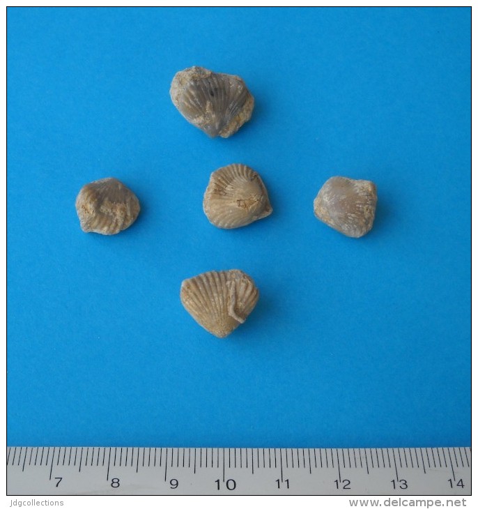 # Lot 5 BRACHIOPOD FOSSILS - Region Du Verdon, South France, Middle Jurassic - Fossils