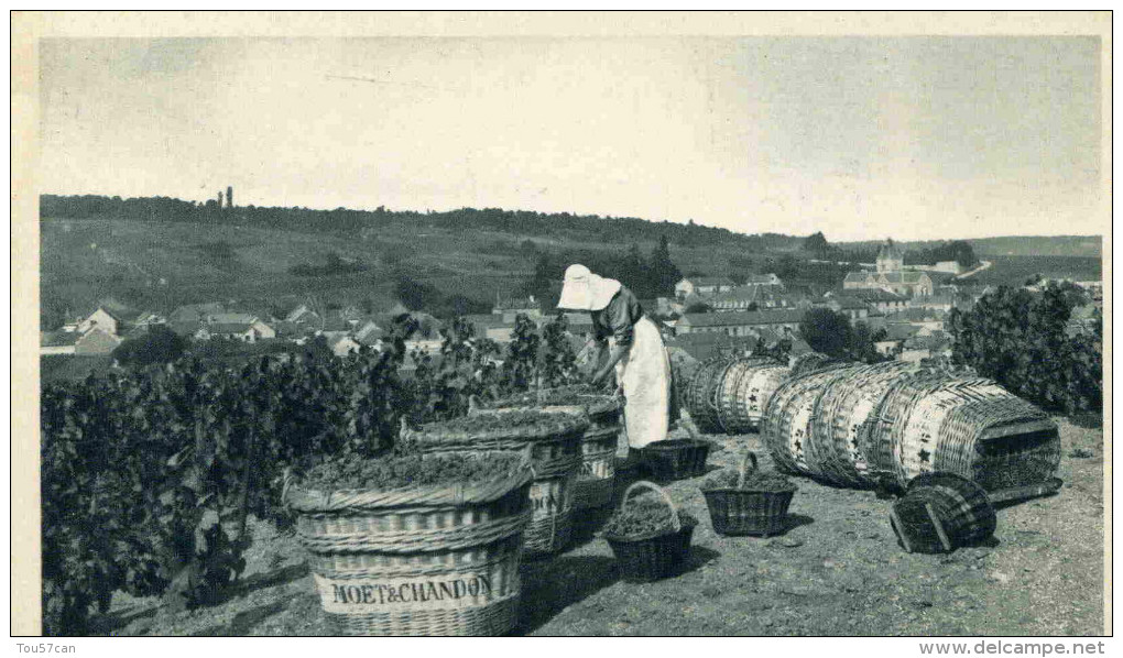 MESNIL SUR OGER  - MARNE  - (51) - PEU COURANTE CPA ANIMEE - MOËT ET CHANDON. - Autres & Non Classés