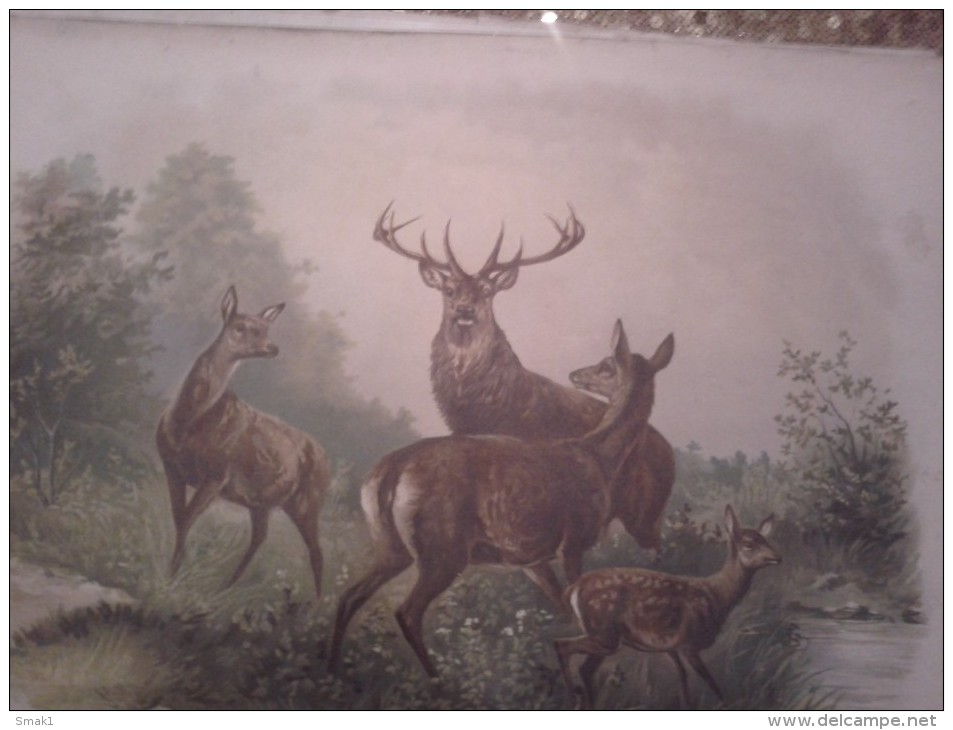 Lithographie JAGD HUNT HIRSCH  Damhirschkuh Und Fawn ROTWILD  DIMEN.51 Cm X 39 Cm DER ALTE ZEITEN - Sport