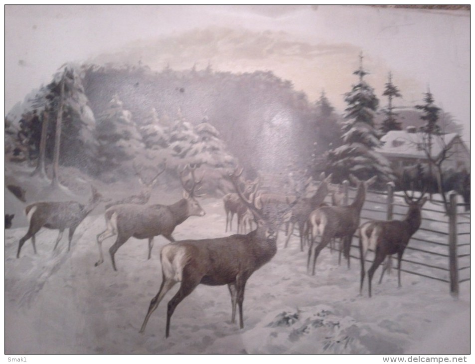 Lithographie JAGD HUNT HIRSCH  Damhirschkuh  ROTWILD  DIMEN.51 Cm X 39 Cm DER ALTE ZEITEN - Sport