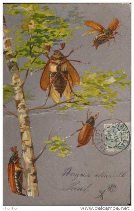 France-Carte Postale (precurseur) Envoyé En 1904-beetles;coléoptères; Käfer - 2/scans - Insetti