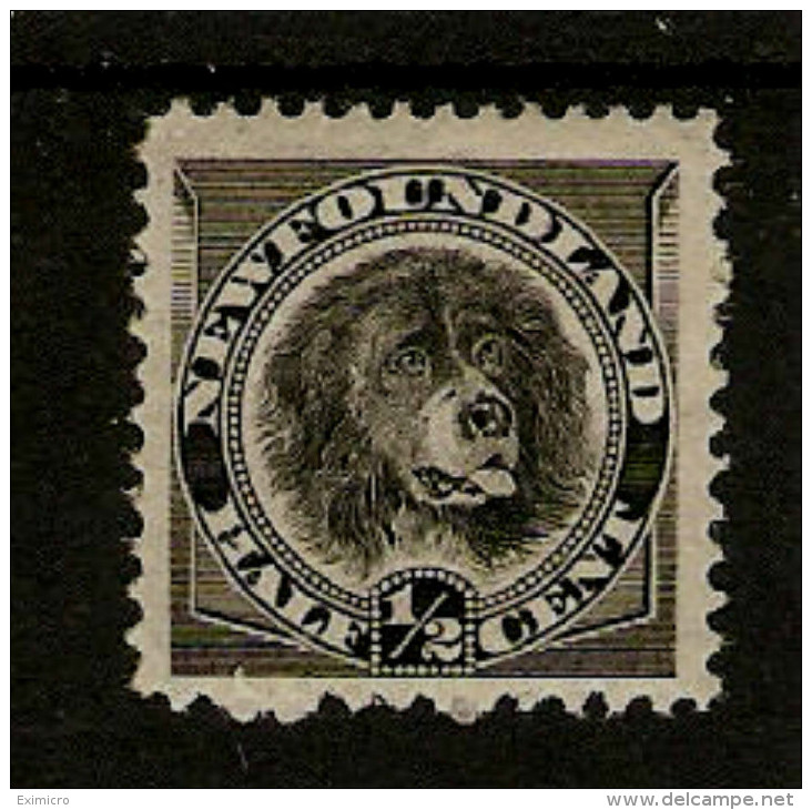 NEWFOUNDLAND 1894  ½c BLACK SG 59 MOUNTED MINT Cat £10 - 1865-1902