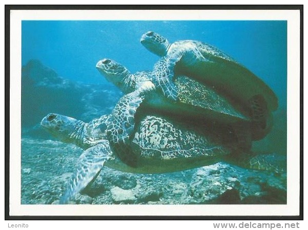 GREAT BARRIER REEF Crowd With Green Turtles North Queensland - Great Barrier Reef