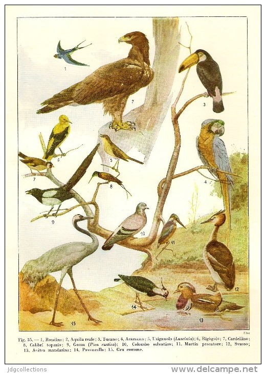 # BIRDS 1930s Art Print Stampa Gravure Poster Druck Italy Vogel Oiseaux Pajaros Aves - Lithographies