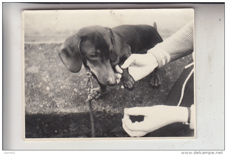 HUNDE - DACKEL / Teckel / Dachshund / Bassotto - Photo - Perros