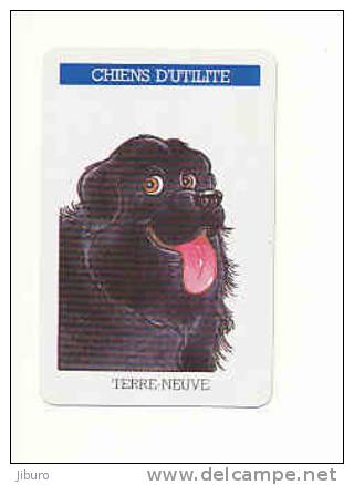1 Carte De Jeu / Chiens D'utilité / Dog Humor Chien Portrait Humour /  Terre-neuve  // IM 51/76 - Otros & Sin Clasificación