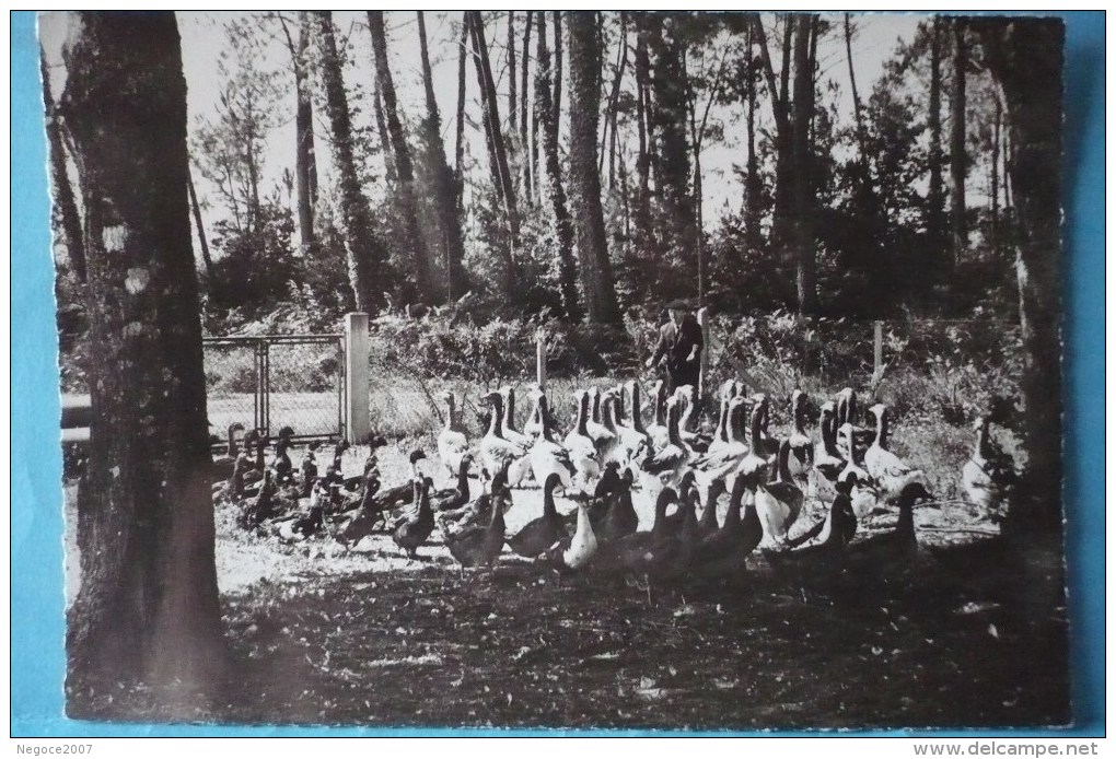 Villeneuve De Marsan : Jean Darroze Au Milieu De Son Parc D´élevage De " Daugé " ( Belle Animation ) - Villeneuve De Marsan