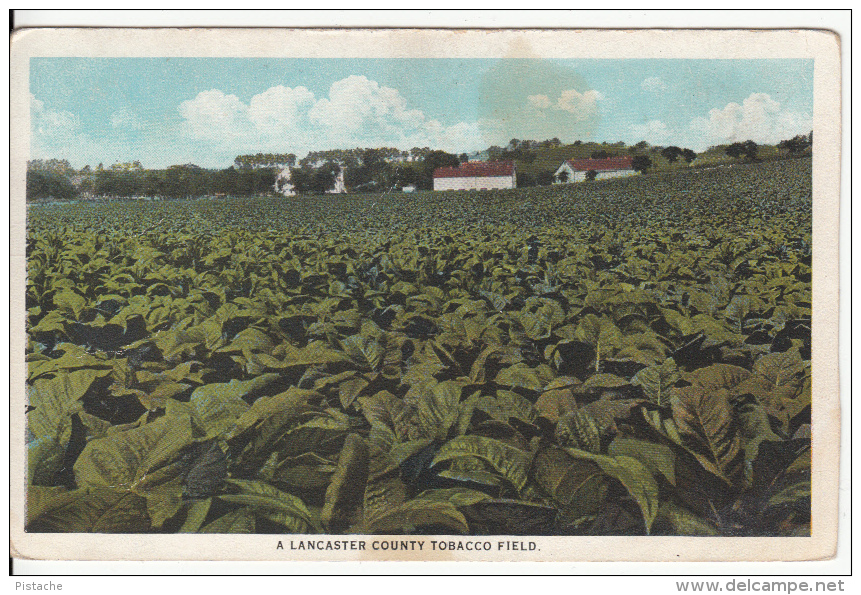 Lancaster Pennsylvania - Tobacco Field - Lancaster