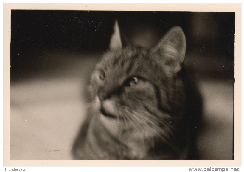 ANCIENNE PHOTO CHAT CHATS ** VINTAGE PHOTO CAT CATS ** OUDE FOTO KAT KATTEN KATZE - Personnes Anonymes