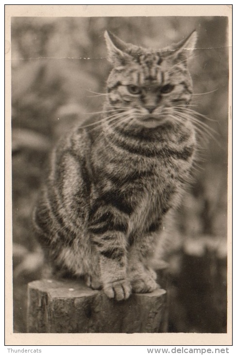 ANCIENNE PHOTO CHAT CHATS ** VINTAGE PHOTO CAT CATS ** OUDE FOTO KAT KATTEN KATZE - Personnes Anonymes