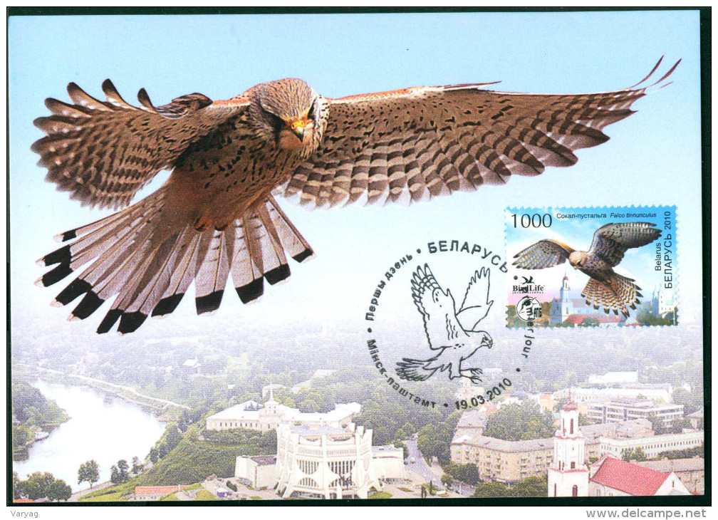 TH Belarus 2010 Bird Of The Year, Kestrel Maxicard MC - Eagles & Birds Of Prey