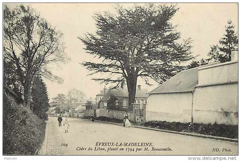 Eure - Ref  K 607  - évreux -la Madeleine - Cèdre Du Liban Planté En 1794 Par M. Beaucantin - Arbres  - Carte Bon état - - Evreux