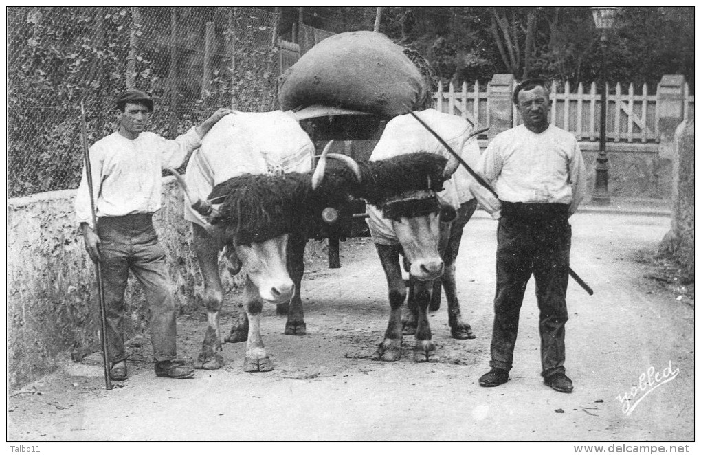 Pays Basque - Attelage De Boeufs - Autres & Non Classés