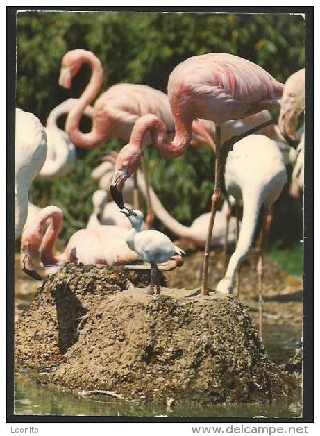 ZOO BASEL Spendenkarte Für Den KINDER-ZOLLI Flamingos Jubiläumsfonds A. Bundesrat Tschudi 1974 - Basel