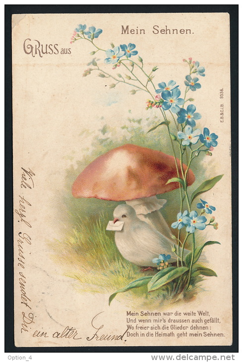 Gruss Aus 1903 Dove Mushrooms Pilze Taube °AK0105 - Gruss Aus.../ Grüsse Aus...