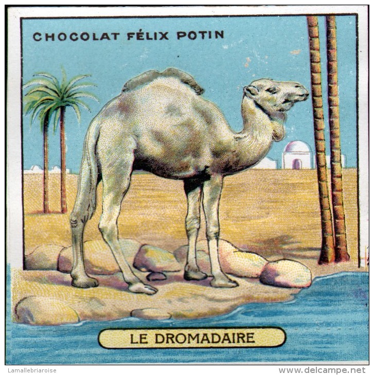 CHROMO FELIX POTIN - N°23 LE DROMADAIRE - Félix Potin