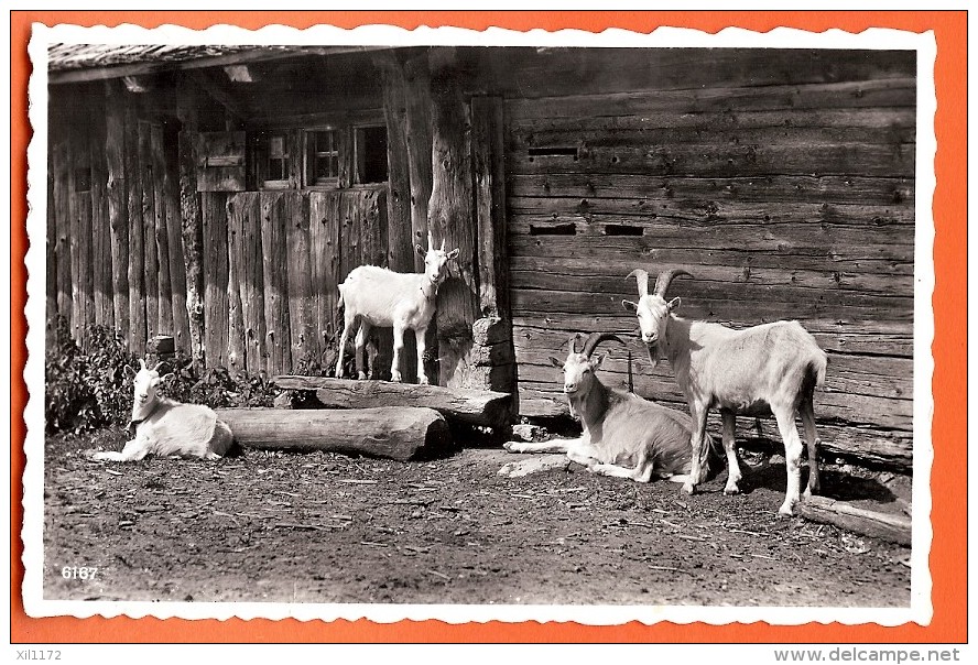 BCHA-00 Groupe De Chèvres Intriguées Par Le Photographe. Tampon Lac Des Chavonnes Ormont-Dessous, 15 Août 1947, Non Circ - Ormont-Dessous