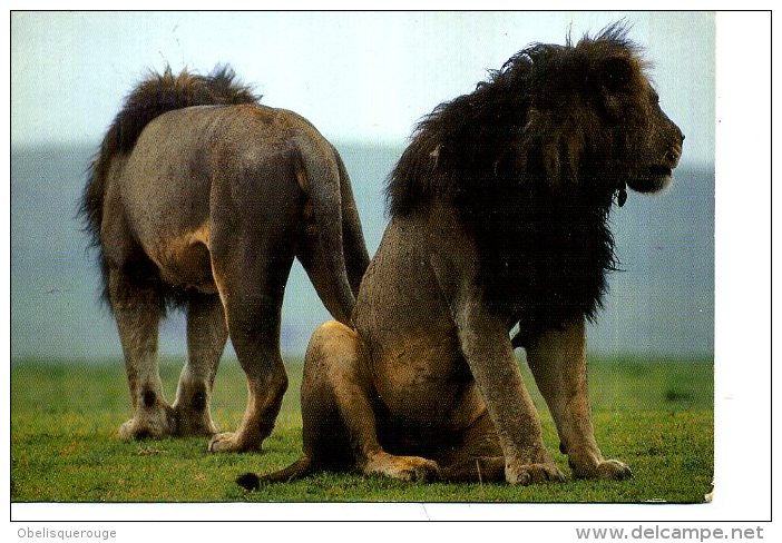 TANZANIE BEAU TIMBRE ET LIONS LIONNE AFRICAN WILDLIFE - Tanzanía